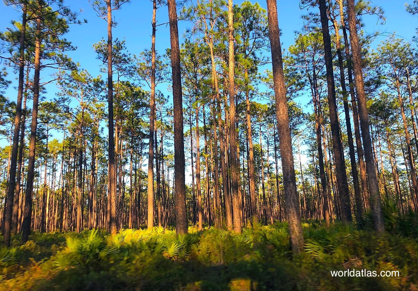 BigBend_worldatlas-cropped image